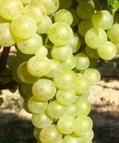 Weintraube gelb Johanniter pilzresistent