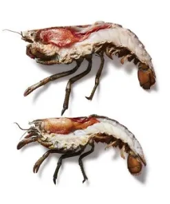 Kanadischer Hummer HPL, Halbierter Hummer mit Schale & Schere, TK, 300 g, 2 tlg.