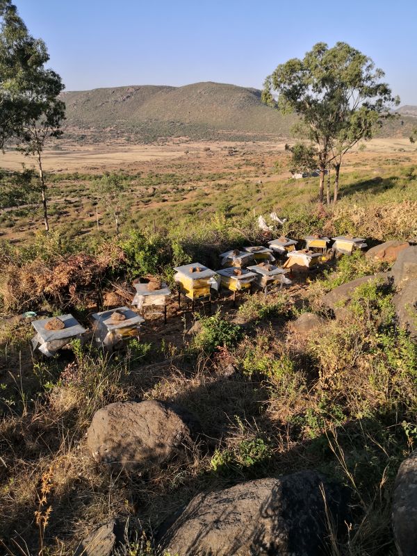 Honig aus dem Projekt „Selam“ in Äthiopien – Bild 7