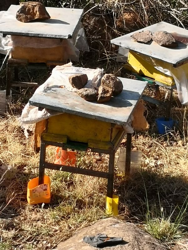 Honig aus dem Projekt „Selam“ in Äthiopien – Bild 8